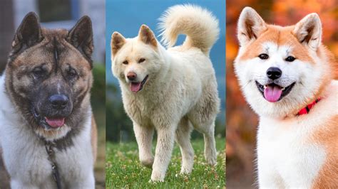  For instance, the Akita parent breed has a very high prey drive